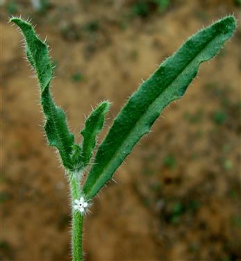 Gastrocotyle hispida